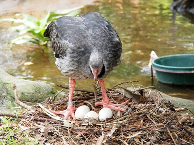 [One crested screamer stands on a twiggy nest on the ground near the water with three white eggs between its feet. The head is bent forward as the bird had been adjusting the eggs.]